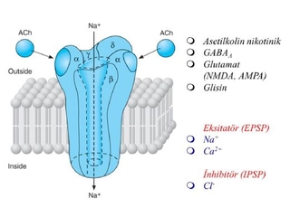 Asetilkolin Asetilkolin